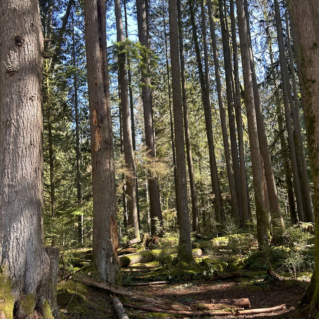 【バンクーバー inカナダ】🇨🇦Lynn Canyon Park 〜カナダの軽井沢〜