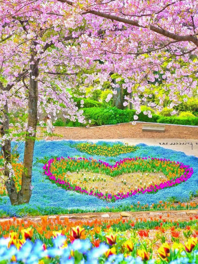 【火の山公園】櫻花季🔥🔥，春天旅行推薦🏖️🏖️