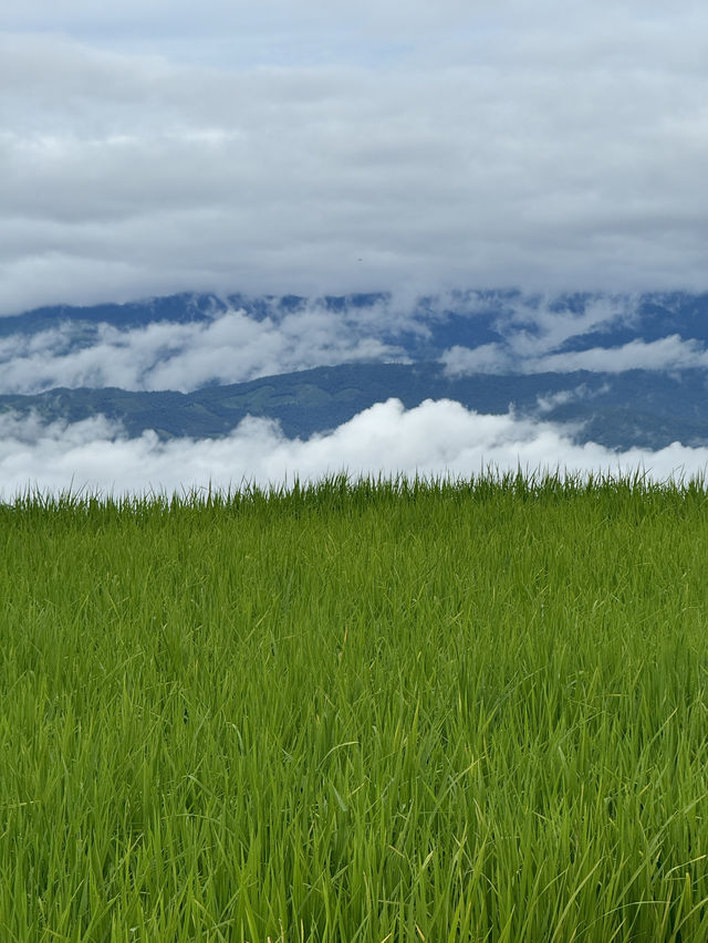 ที่พักป่าบงเปียง | จ.เชียงใหม่ 🏡⛰️🌾🌧️