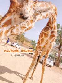 Safari Park Kanchanaburi  🦒🦁🦌