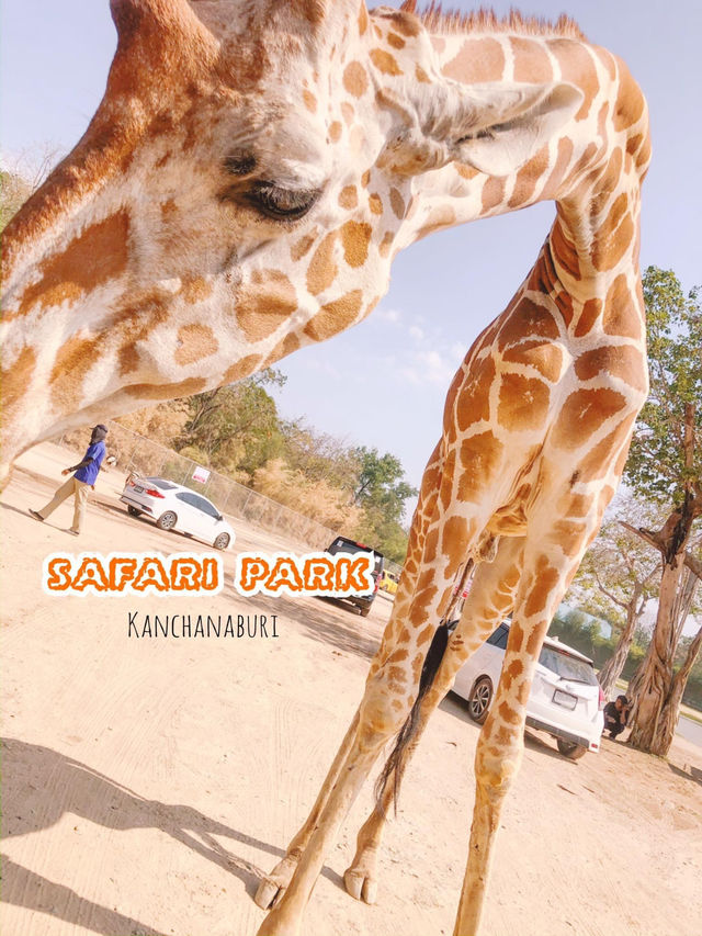 Safari Park Kanchanaburi  🦒🦁🦌