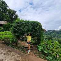 คาเฟ่บนดอย Jungle View Coffee