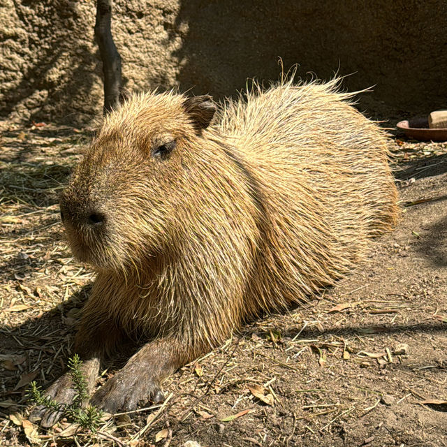 🌿🌺🦜 Dive into the Marvels of Kobe Animal Kingdom! 🐾🌟