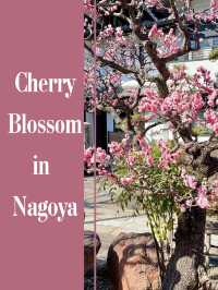 Early Cherry Blossom 2024 in Nagoya 
