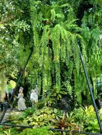 MAGICAL FOREST IN CAFE AMAZON