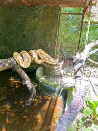 A Day at Deerland Park: Encountering Pythons and Other Animals