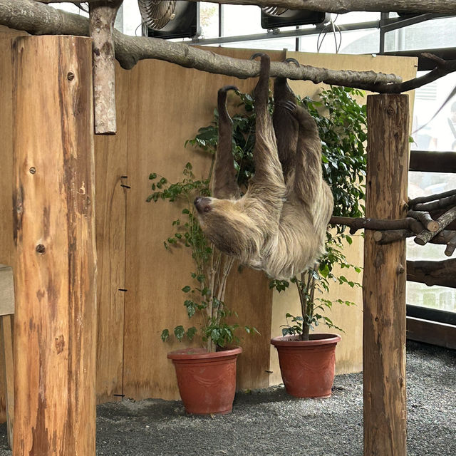Wonderful time at Zhang Mei Ama Farm