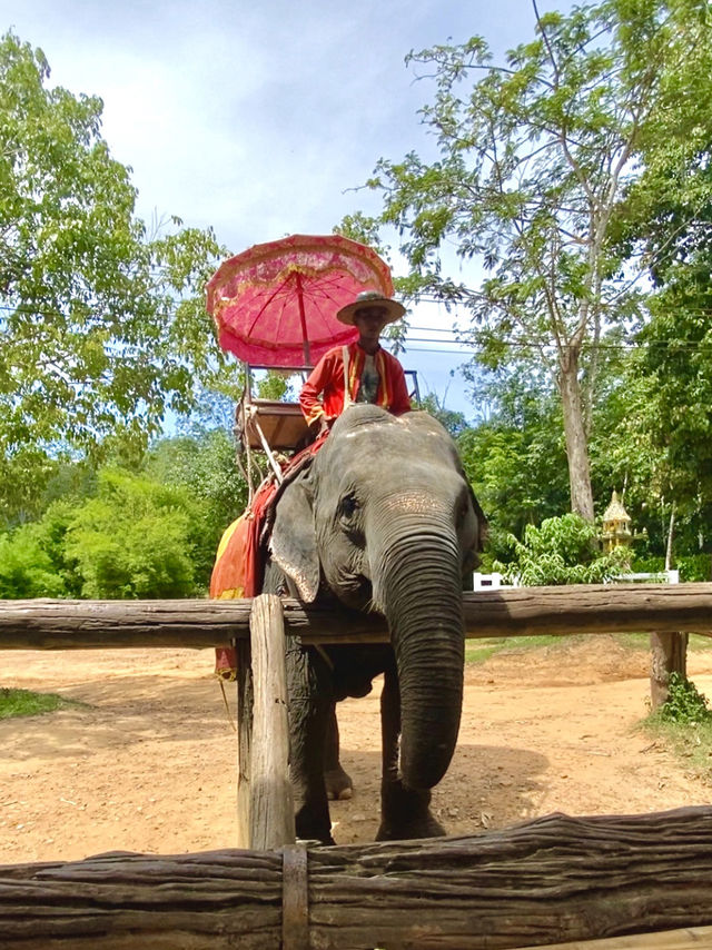  Memorable encounter with magnificent creature! 