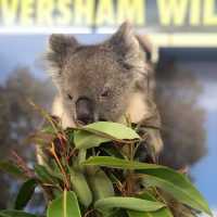 Wild Encounters at Caversham: A Heartwarming Haven