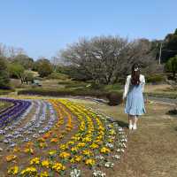 福岡｜能古島賞花遊🌼