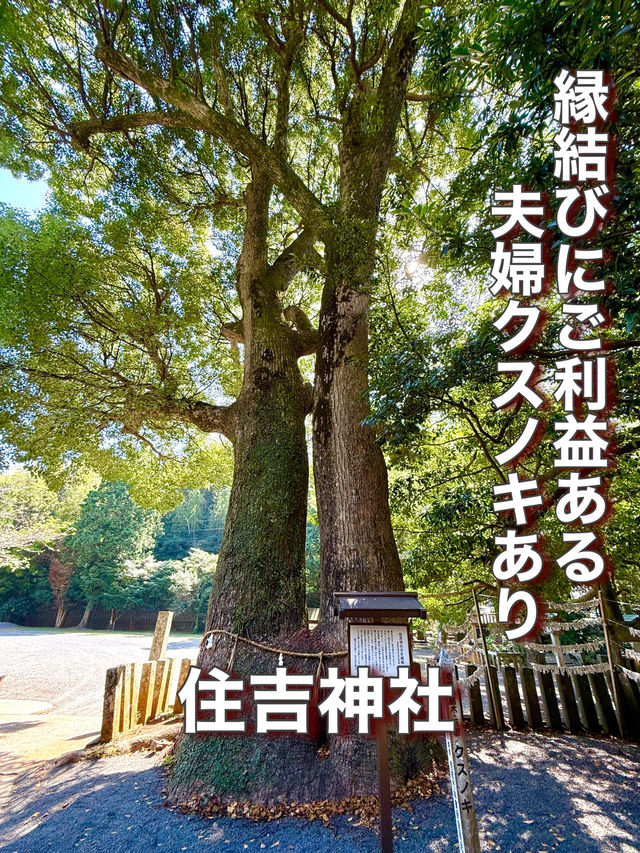 【長崎県】縁結びにご利益ある夫婦クスノキあり