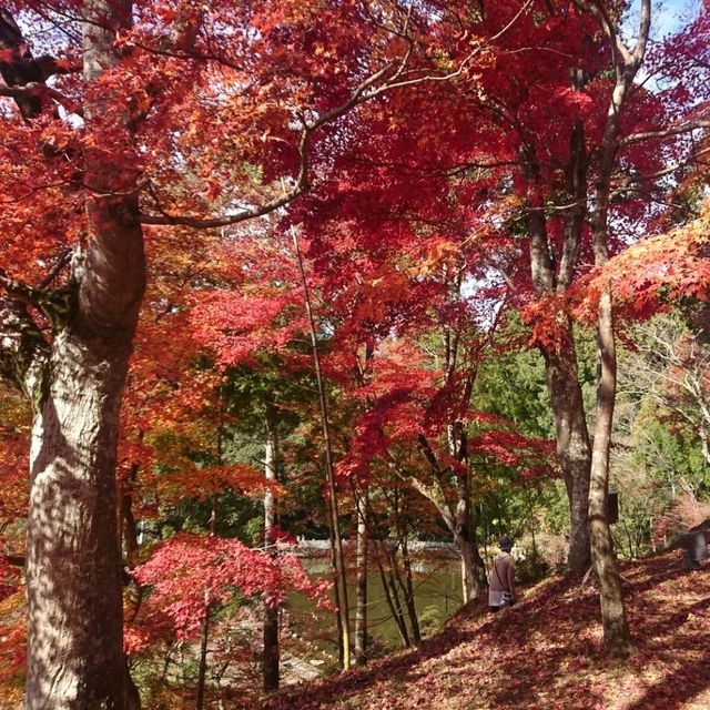 【最上山公園 もみじ山:兵庫県宍粟市】美しすぎるもみじ山🍁