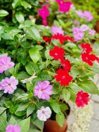 【金鐘】香港公園：期間限定香花展覽