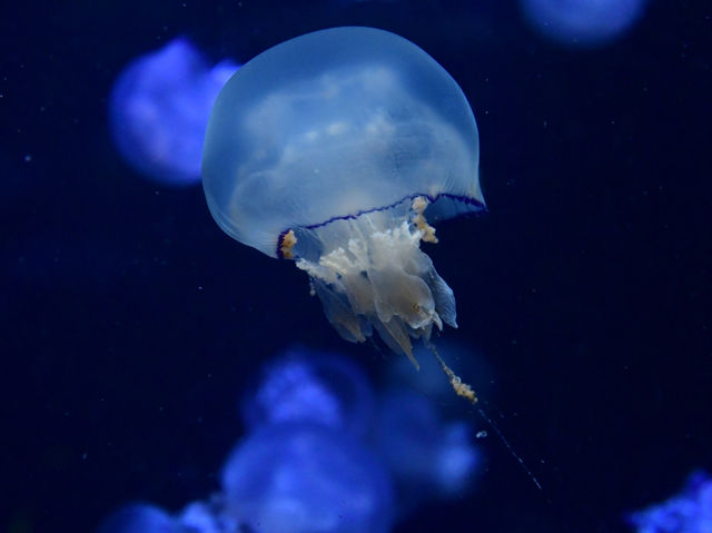 【神奈川🇯🇵】新江ノ島水族館🪼