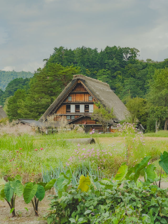 동화 같은 일본 마을, 시라카와고🌿