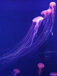 東京｜スカイツリーは展望台だけじゃない！珍しい都心型水族館