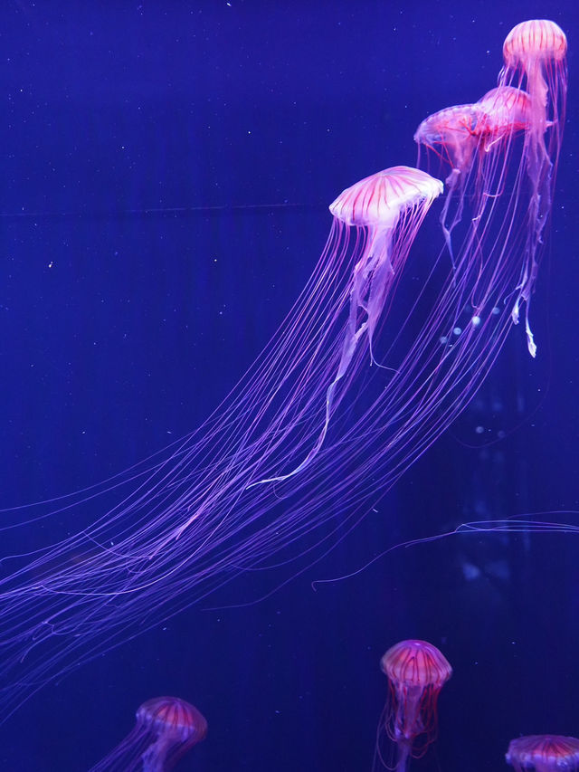 東京｜スカイツリーは展望台だけじゃない！珍しい都心型水族館