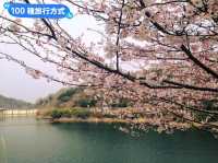 日本四國-德島賞花：山野林間的木蓮花、迎春花、櫻花