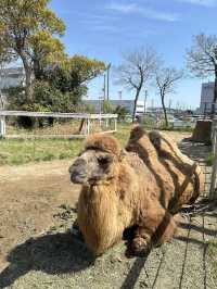 再次近距離親親小動物🦘🐑🐫