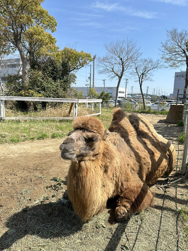 再次近距離親親小動物🦘🐑🐫