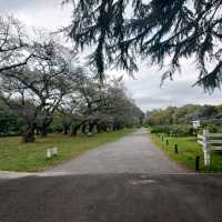 小石川植物園