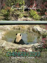 ธรรมชาติของแพนด้ายักษ์🐼เป็นสัตว์ตลก & หาตัวยาก