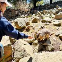 Adelaide Cleland Wildlife Park