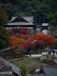 【ここ行って】紅葉のシルエット写真を狙え📸絶対行きたい紅葉スポットを紹介🍁撮影攻略付き