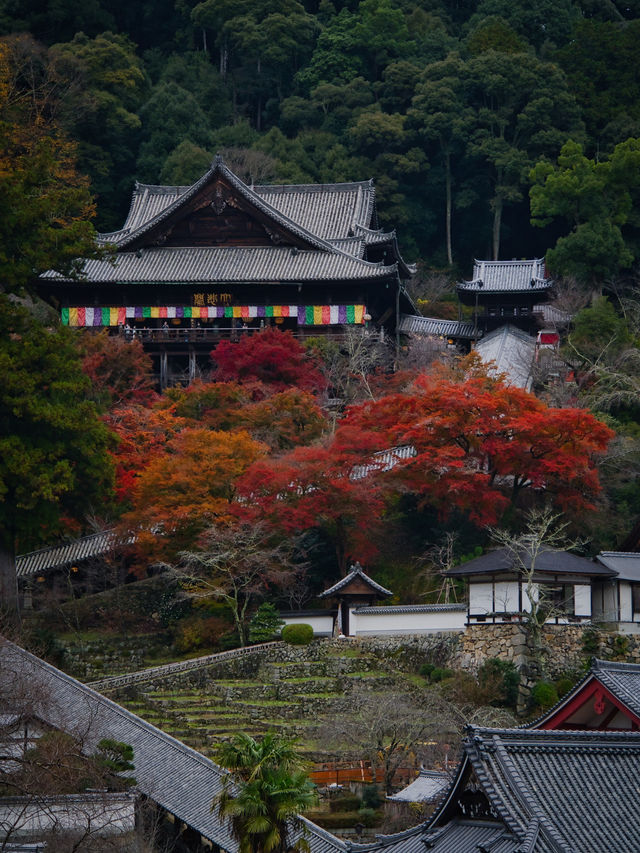 【ここ行って】紅葉のシルエット写真を狙え📸絶対行きたい紅葉スポットを紹介🍁撮影攻略付き