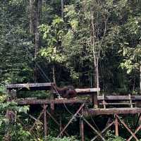 Semengoh wildlife centre - Kuching 