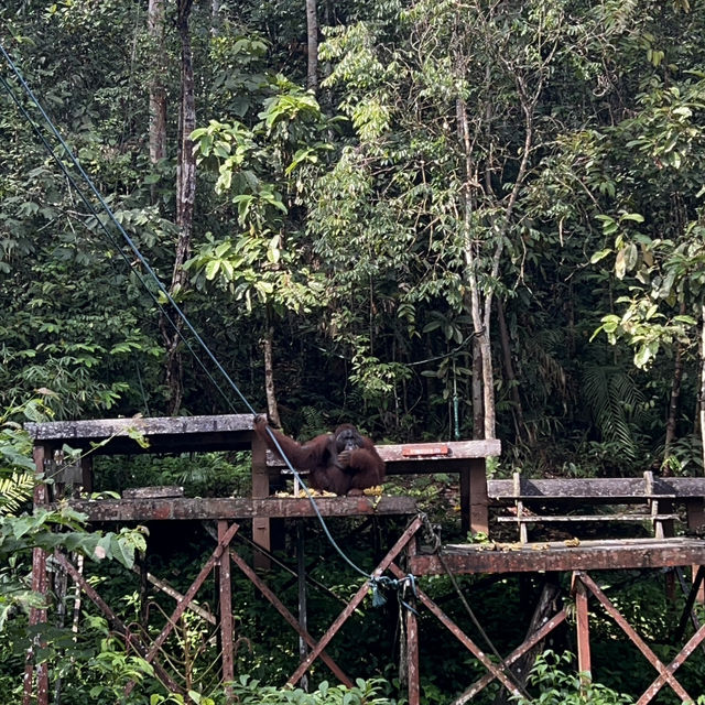 Semengoh wildlife centre - Kuching 