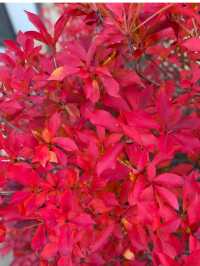 兵庫観光🍁安国寺のドウダンツツジ🍂美しいリフレクション😊🪞✨