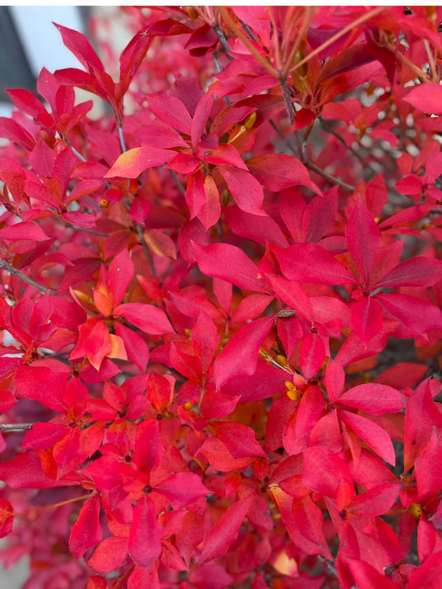 兵庫観光🍁安国寺のドウダンツツジ🍂美しいリフレクション😊🪞✨