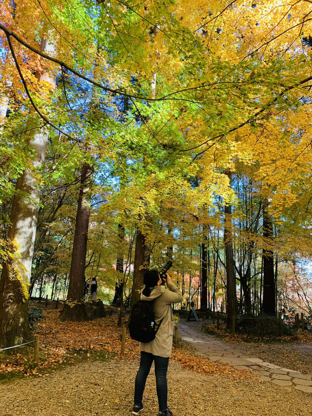《松島》美しき紅葉を探しに🍁