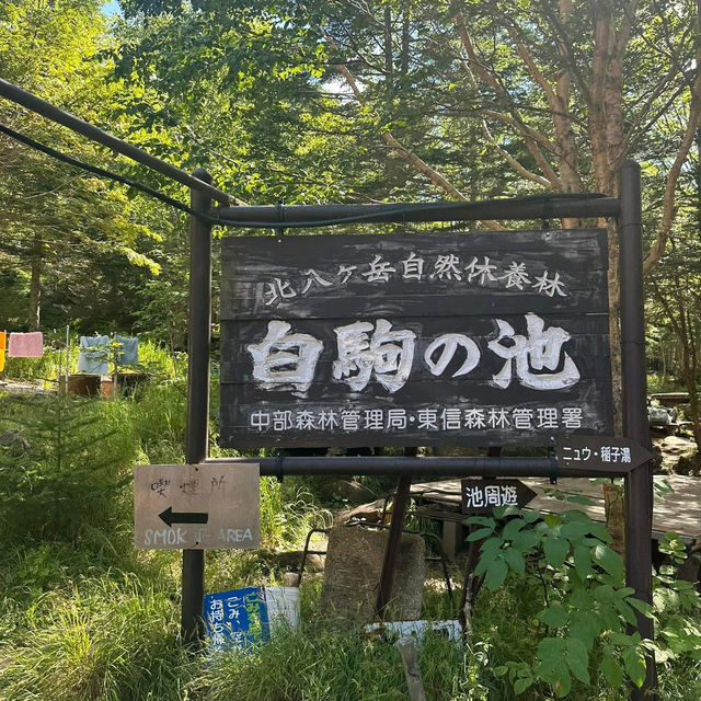 魔法公主般的原始森林-白駒池