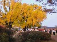 The almighty old gingko tree turns yellow at Gyeongbukgung