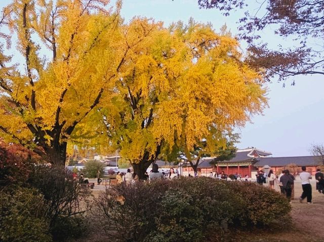 The almighty old gingko tree turns yellow at Gyeongbukgung