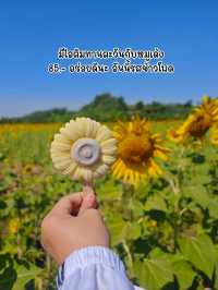 ทานตะวันบานแล้วจ้าาาา 🌻