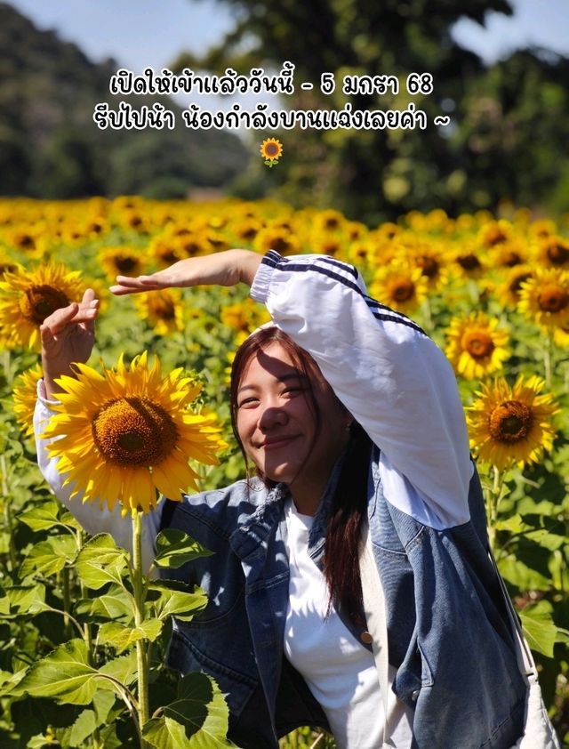 ทานตะวันบานแล้วจ้าาาา 🌻
