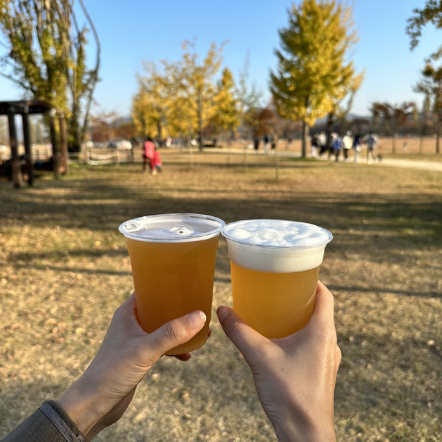 노란 은행나무의 힐링 명소 여주 강천섬🌼