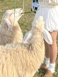 —— ฟาร์มโชคชัย ( 2024 ) ‼️🐄🐑🐎