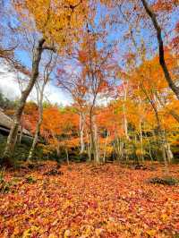 苔と紅葉が美しい草庵🥹🍁🌿京都・祇王寺🌿🍁
