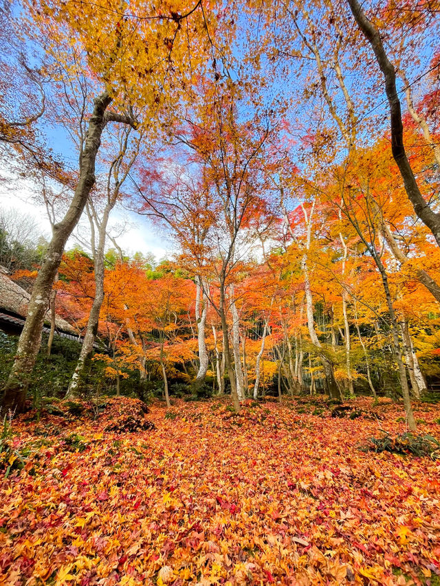 苔と紅葉が美しい草庵🥹🍁🌿京都・祇王寺🌿🍁