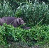 3 Reasons Why Must Explore the Kinabatangan River 