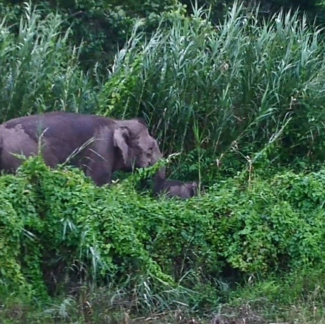 3 Reasons Why Must Explore the Kinabatangan River 