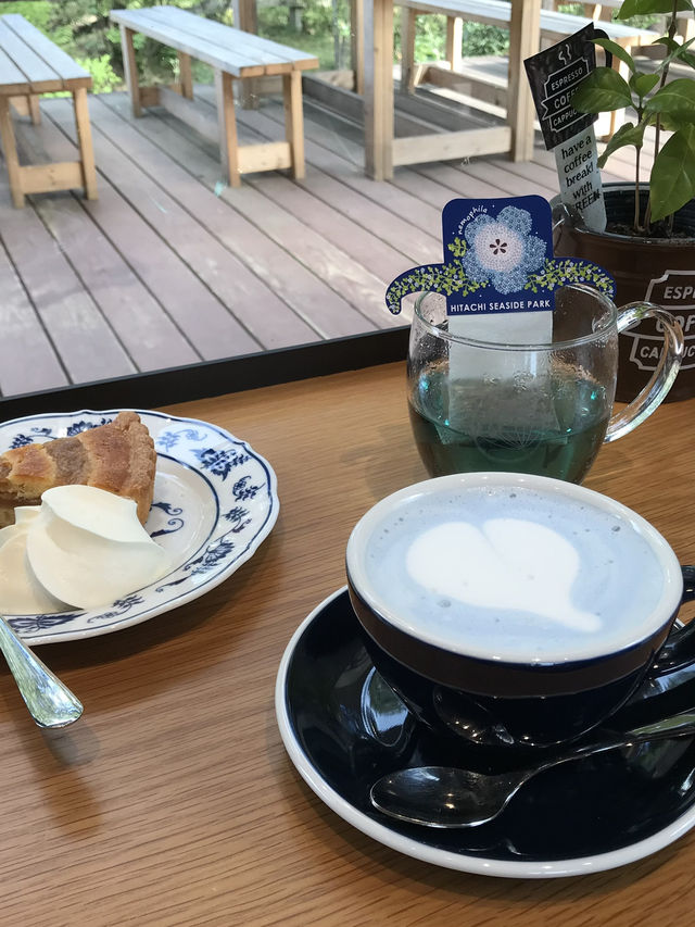 【茨城　国営ひたち海浜公園】