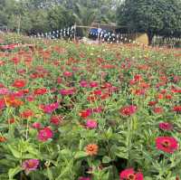 บ้านสวนอนุสรณ์ทุ่งดอกไม้น่าเที่ยวถูกใจสายคอนเทนต์