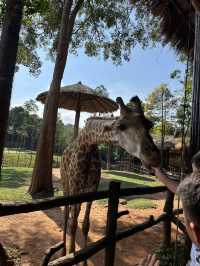 ✨✈️ HKD 4,800 遊越南富國島 Day 3 - Part 2: Safari 珍珠野生動物園✨