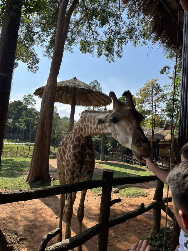 ✨✈️ HKD 4,800 遊越南富國島 Day 3 - Part 2: Safari 珍珠野生動物園✨