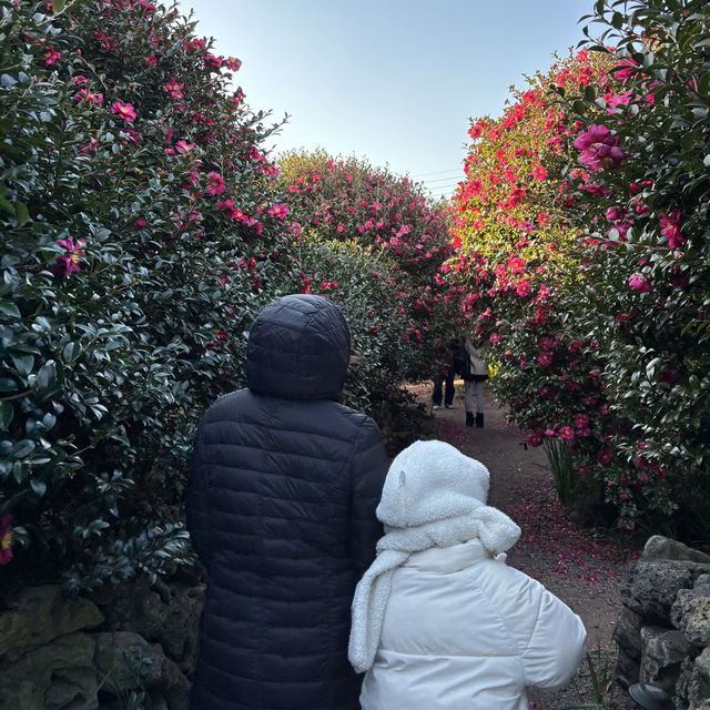 제주 겨울여행 필수코스 동백포레스트🌺
